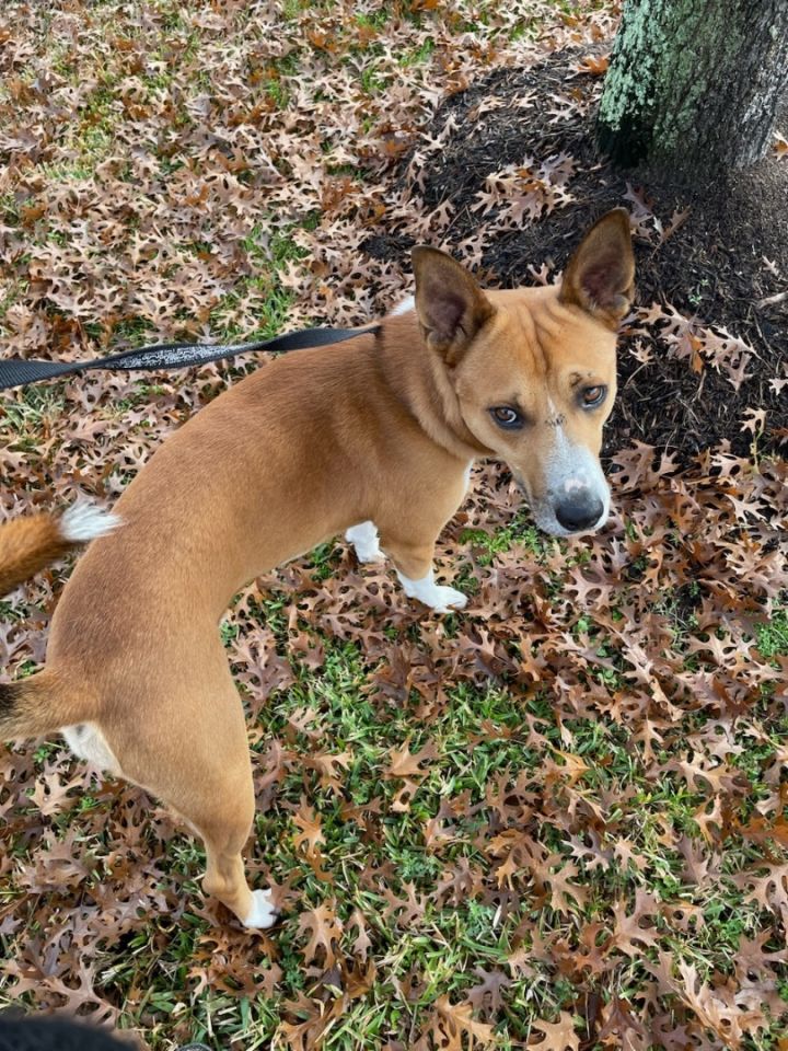 Basenji mix hot sale for adoption