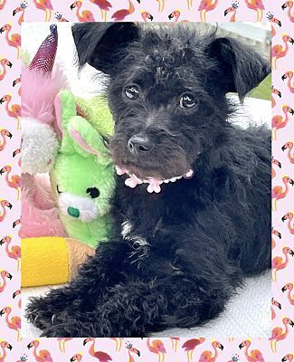 do affenpinscher like to cuddle