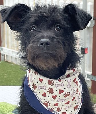 do affenpinscher like to cuddle