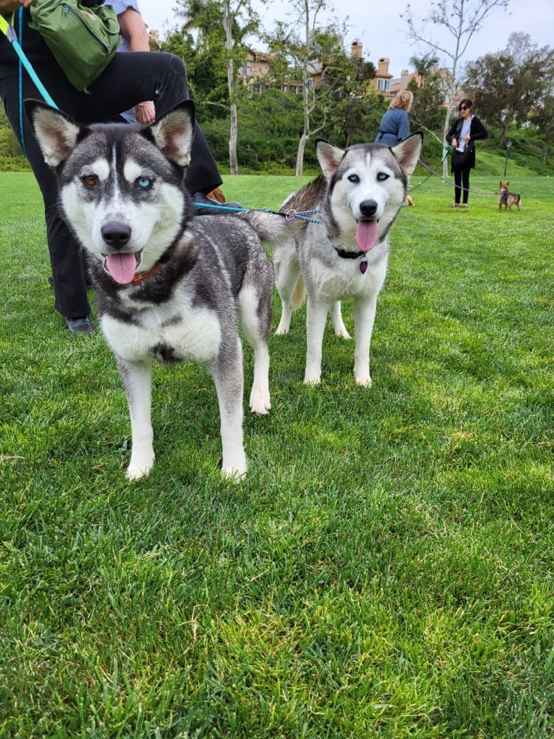 Dog for adoption - SASHA , a Siberian Husky & Klee Kai Mix in Yucca Valley,  CA