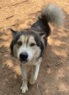 Nanook