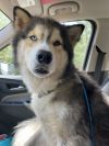 Nanook