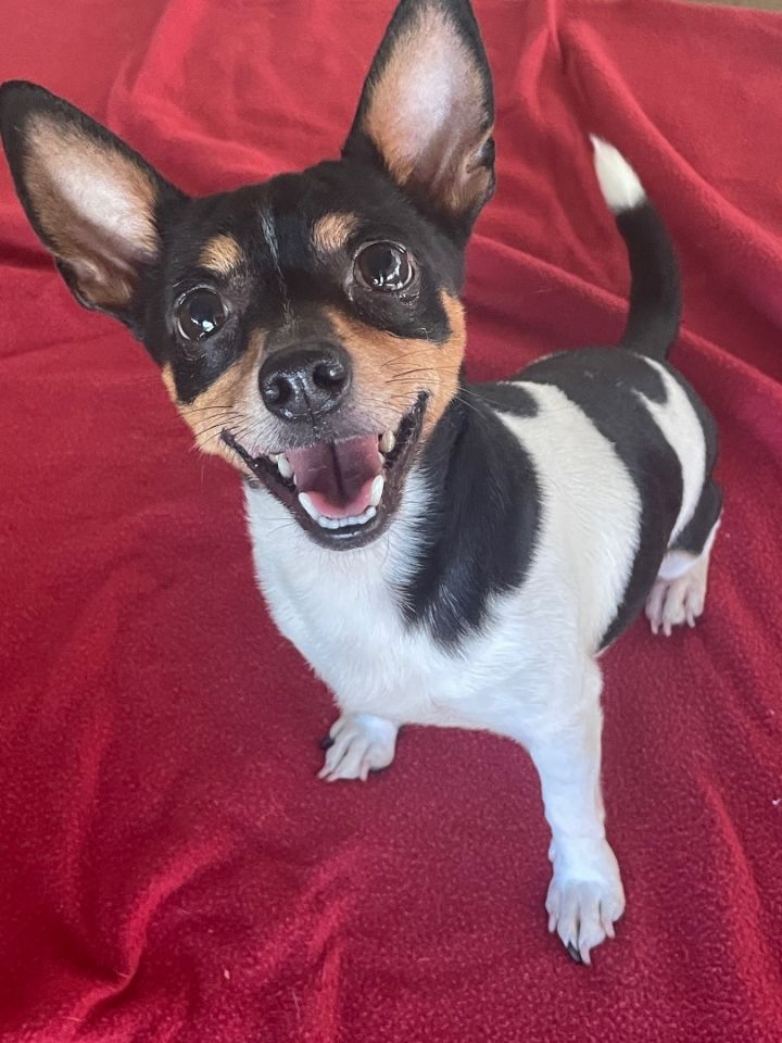 Mojo Jojo, an adoptable Chihuahua Mix in Lacon, IL_image-1