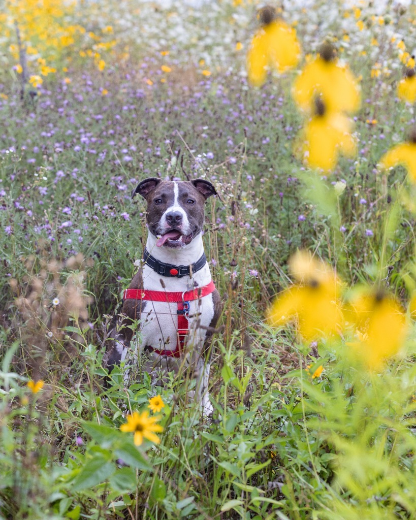 Benz, an adoptable Mixed Breed in Utica, MI, 48317 | Photo Image 1