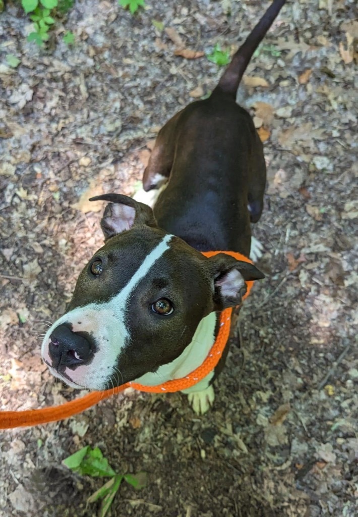 Benz, an adoptable Mixed Breed in Utica, MI, 48317 | Photo Image 2