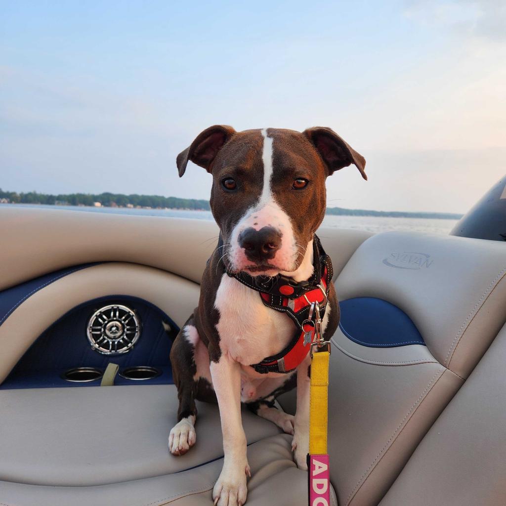 Benz, an adoptable Mixed Breed in Utica, MI, 48317 | Photo Image 3