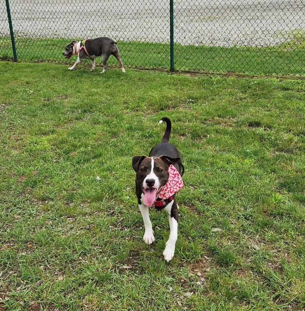 Benz, an adoptable Mixed Breed in Utica, MI, 48317 | Photo Image 4