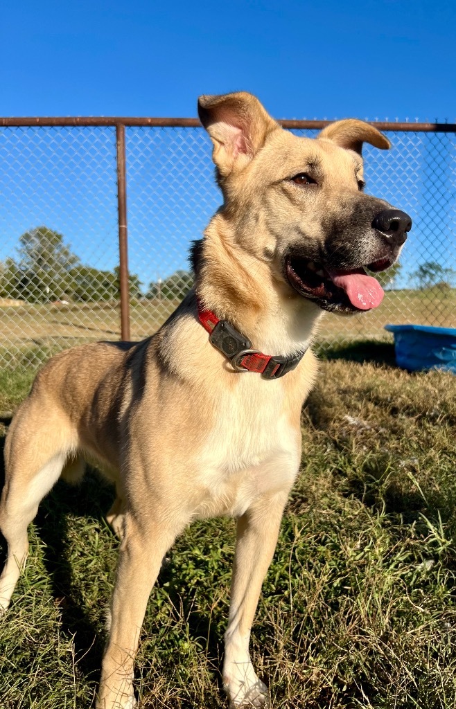 Nellie, an adoptable Great Pyrenees, Akita in Gilmer, TX, 75644 | Photo Image 1