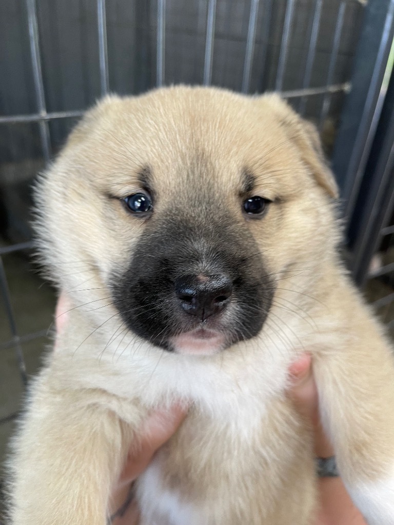 Nellie, an adoptable Great Pyrenees, Akita in Gilmer, TX, 75644 | Photo Image 2