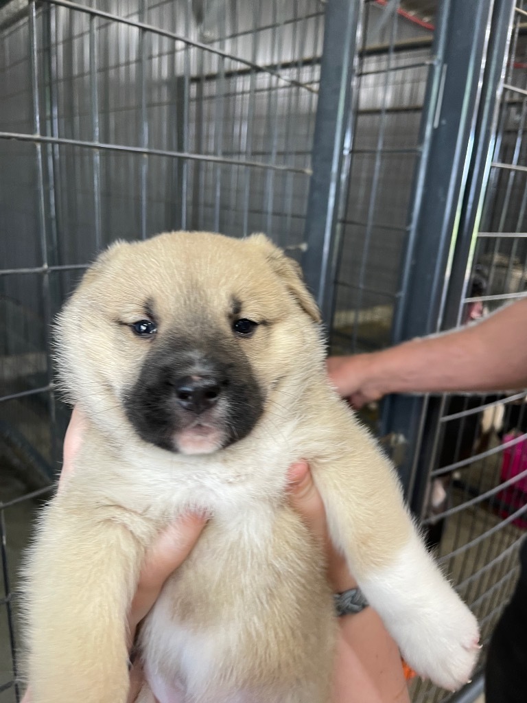 Nellie, an adoptable Great Pyrenees, Akita in Gilmer, TX, 75644 | Photo Image 3