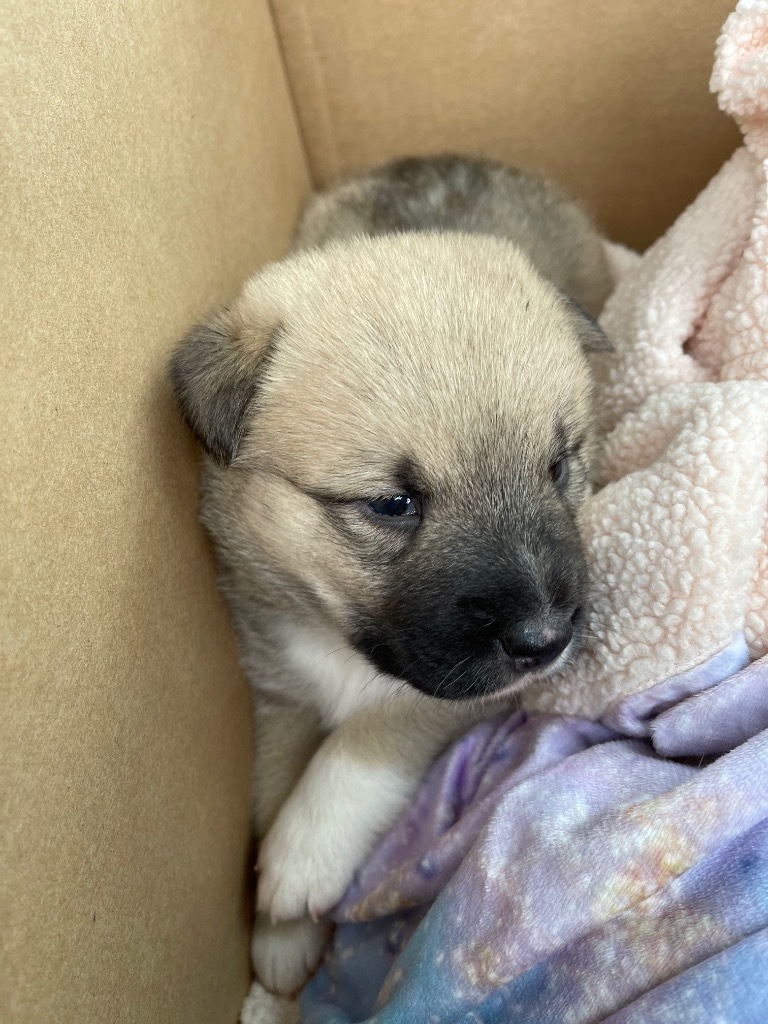 Nellie, an adoptable Great Pyrenees, Akita in Gilmer, TX, 75644 | Photo Image 4