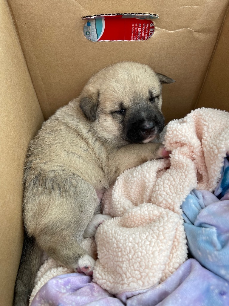 Nellie, an adoptable Great Pyrenees, Akita in Gilmer, TX, 75644 | Photo Image 5