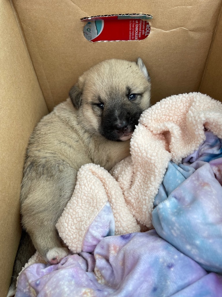 Nellie, an adoptable Great Pyrenees, Akita in Gilmer, TX, 75644 | Photo Image 6