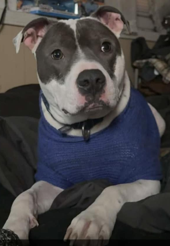 Niles, an adoptable Pit Bull Terrier in Hillsboro, NH, 03244 | Photo Image 1