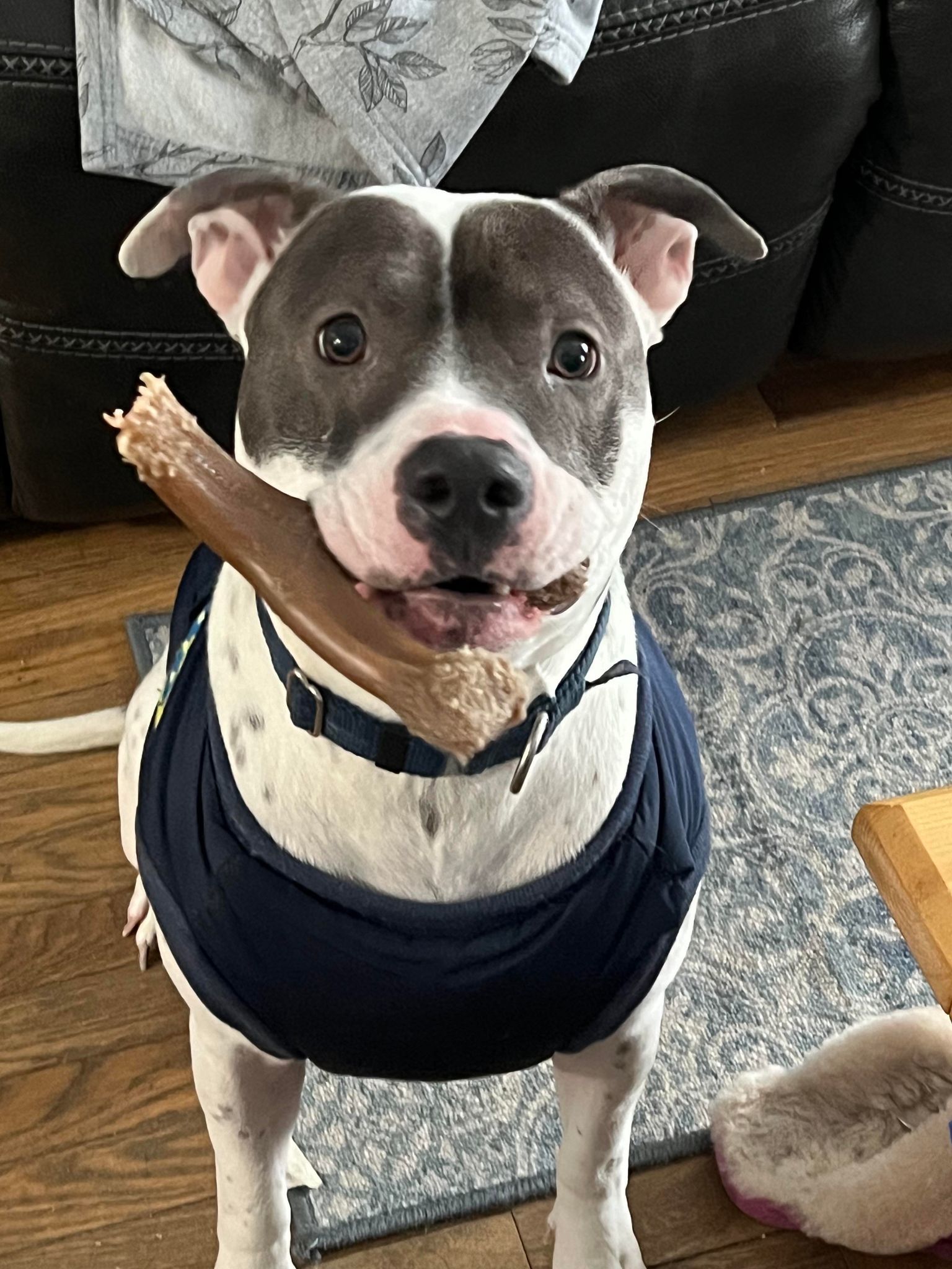 Niles, an adoptable Pit Bull Terrier in Hillsboro, NH, 03244 | Photo Image 3