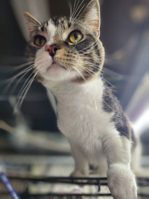 Cry Baby, Young Male Domestic Medium Hair