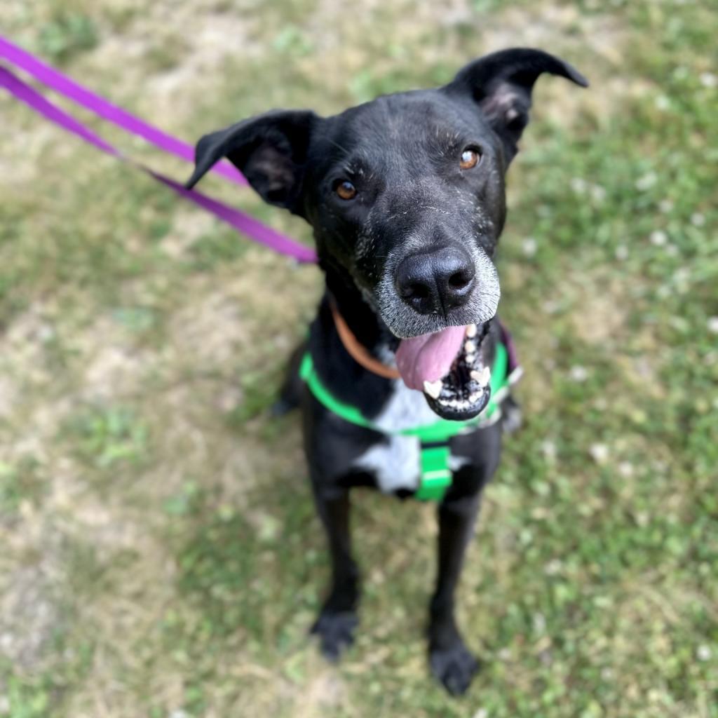 Caleb, an adoptable Black Labrador Retriever, Mixed Breed in Middletown, NY, 10940 | Photo Image 1
