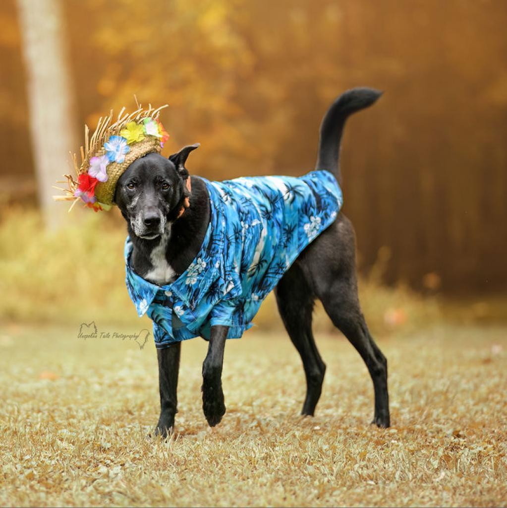 Caleb, an adoptable Black Labrador Retriever, Mixed Breed in Middletown, NY, 10940 | Photo Image 2