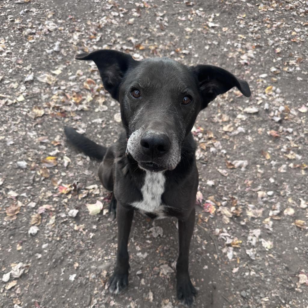 Caleb, an adoptable Black Labrador Retriever, Mixed Breed in Middletown, NY, 10940 | Photo Image 3