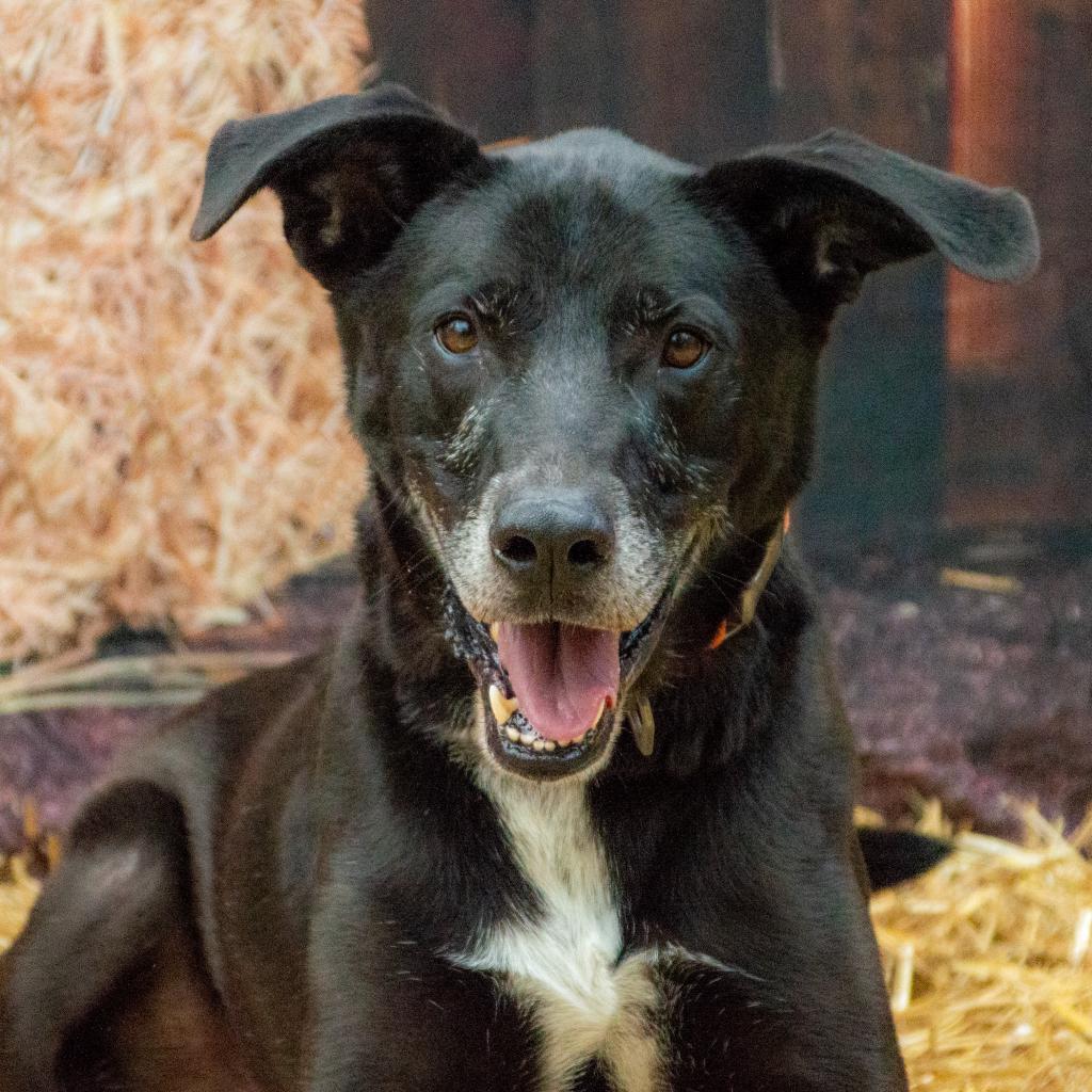 Caleb, an adoptable Black Labrador Retriever, Mixed Breed in Middletown, NY, 10940 | Photo Image 4