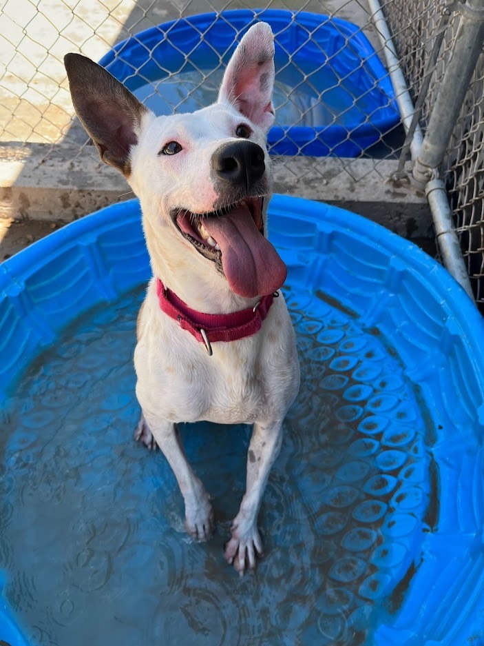 Chica, an adoptable Bull Terrier in El Paso, TX, 79906 | Photo Image 1