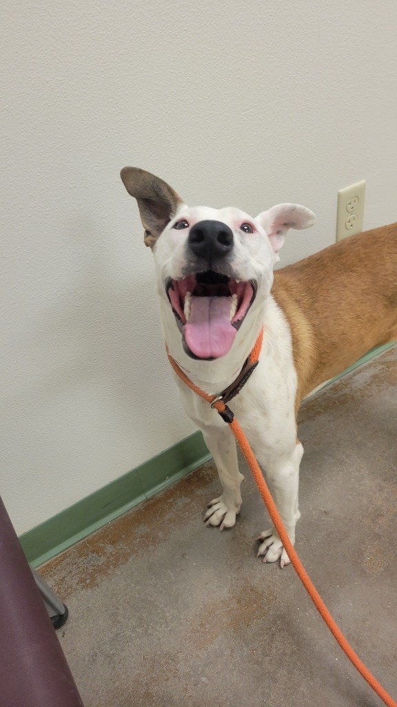 Chica, an adoptable Bull Terrier in El Paso, TX, 79906 | Photo Image 2