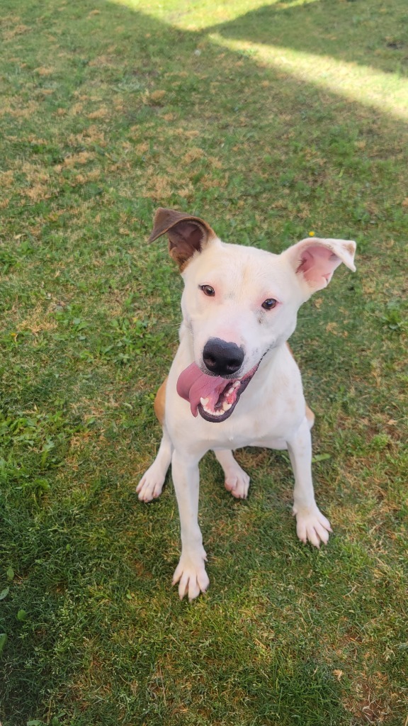 Chica, an adoptable Bull Terrier in El Paso, TX, 79906 | Photo Image 3