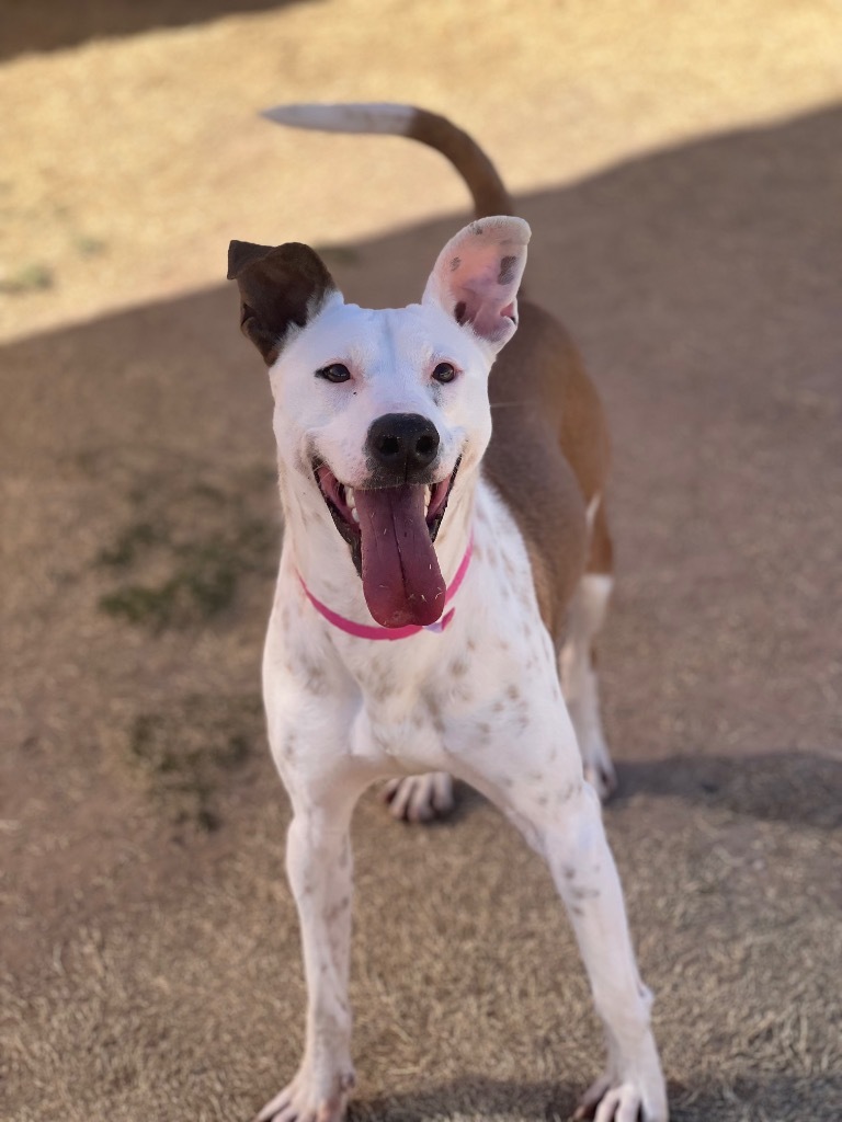 Chica, an adoptable Bull Terrier in El Paso, TX, 79906 | Photo Image 5