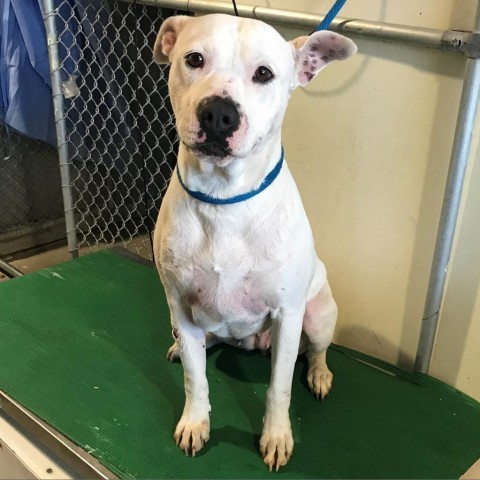 Noalie, an adoptable Mixed Breed in Las Cruces, NM, 88012 | Photo Image 3