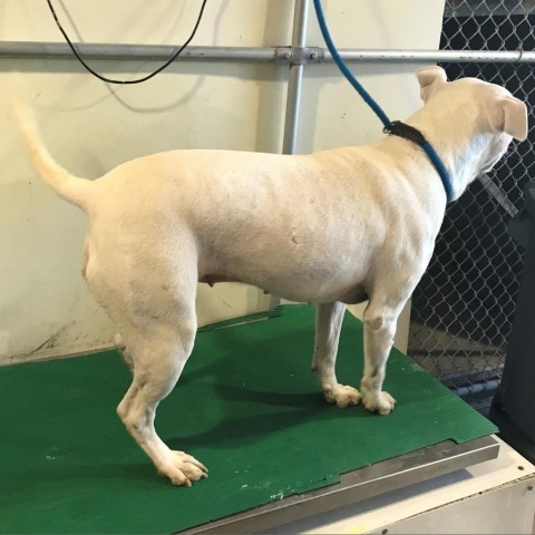 Noalie, an adoptable Mixed Breed in Las Cruces, NM, 88012 | Photo Image 4