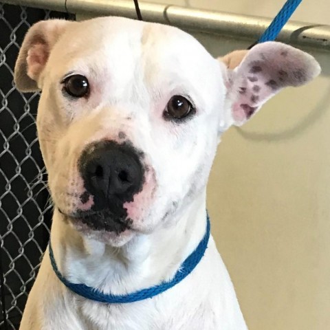 Noalie, an adoptable Mixed Breed in Las Cruces, NM, 88012 | Photo Image 5