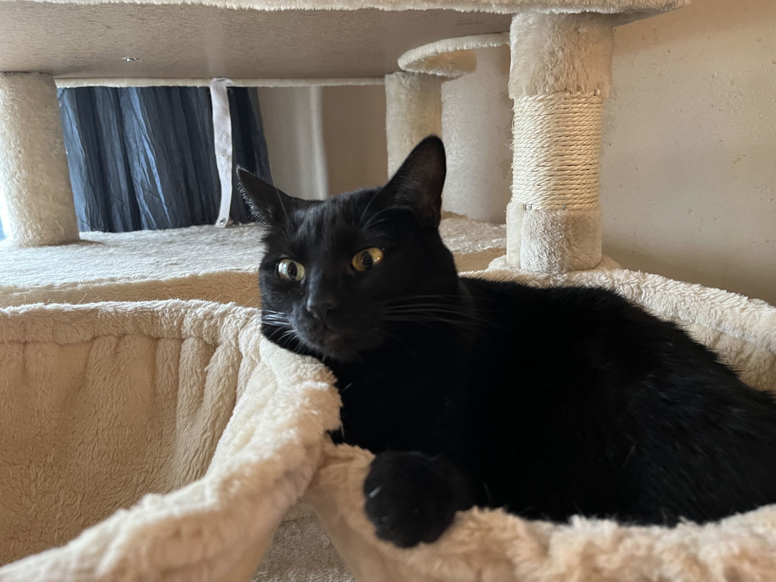 Shadow, an adoptable Domestic Short Hair in Fenton, MO, 63026 | Photo Image 3