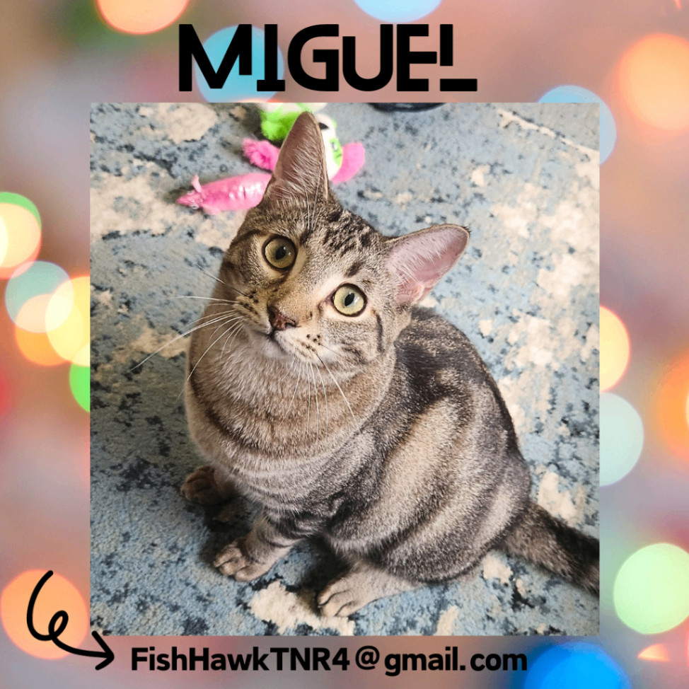 Miguel *Bengaled Tabby* 