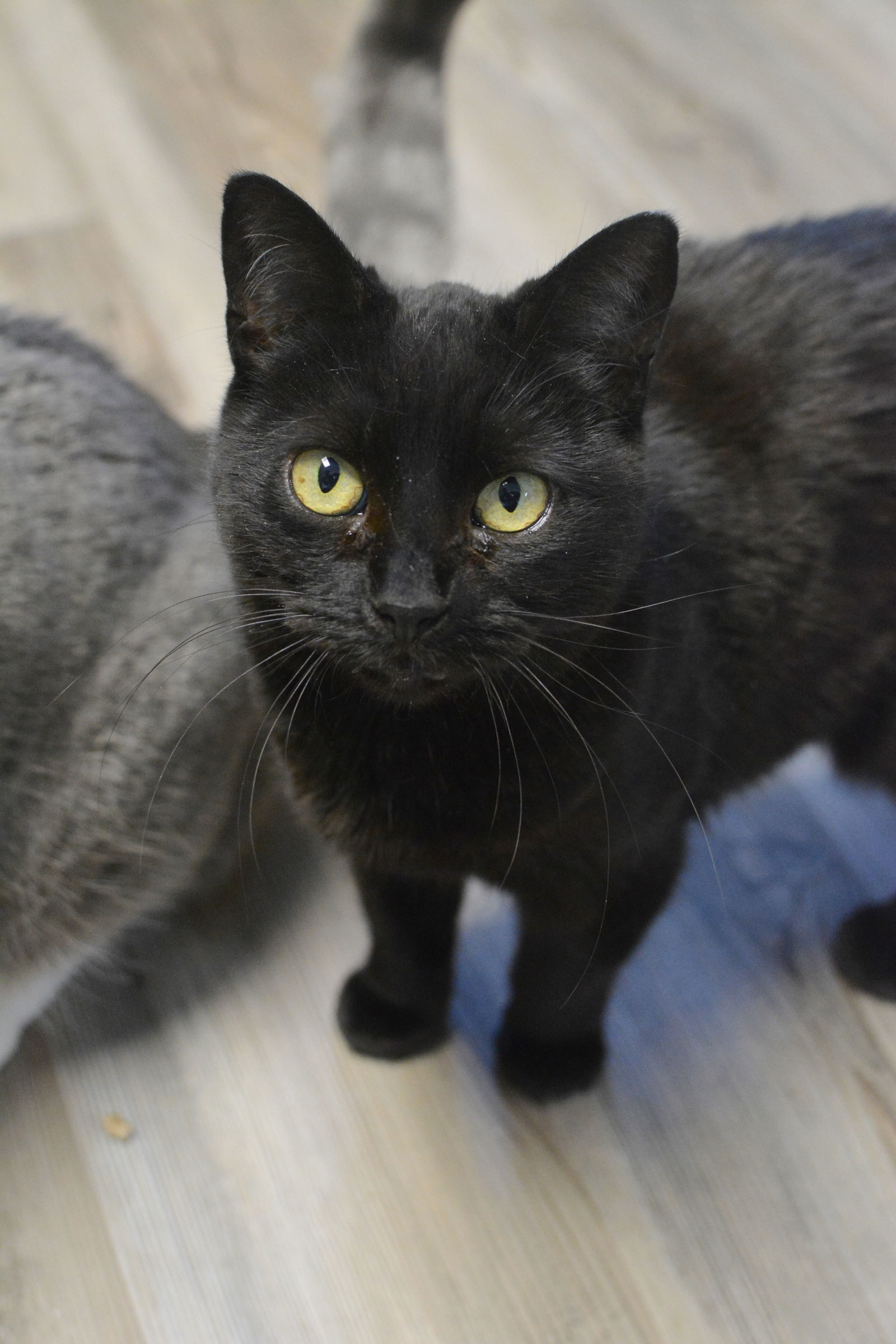 Becky, an adoptable Domestic Short Hair in Montreal, QC, H2L 4Y5 | Photo Image 1