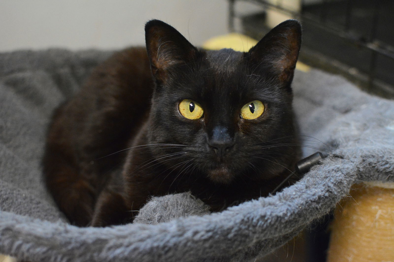 Becky, an adoptable Domestic Short Hair in Montreal, QC, H2L 4Y5 | Photo Image 2