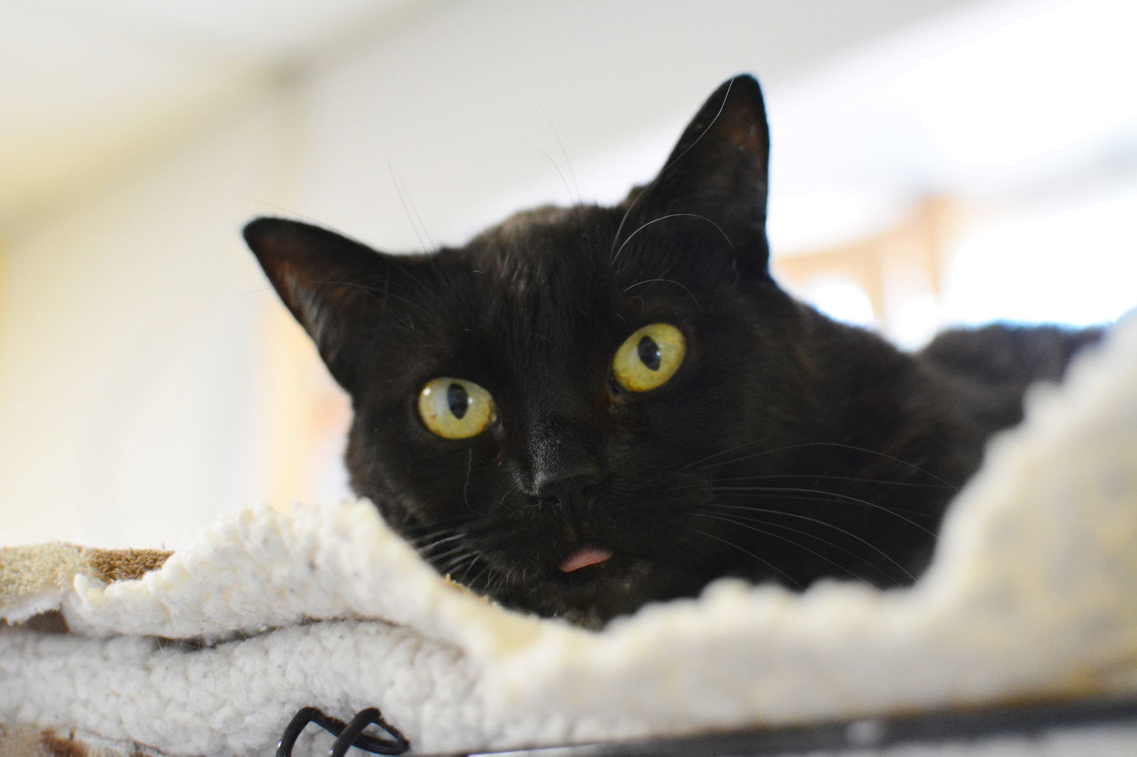 Becky, an adoptable Domestic Short Hair in Montreal, QC, H2L 4Y5 | Photo Image 3