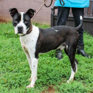 Baltimore is a cute black and white pup with big brown eyes that ask the questio