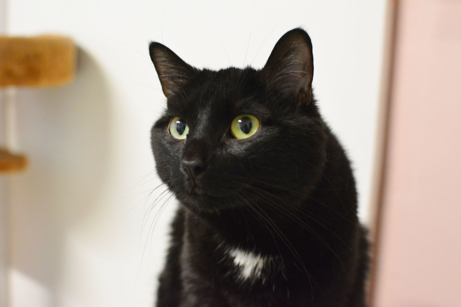 Ouranos, an adoptable Domestic Medium Hair in Montreal, QC, H2L 4Y5 | Photo Image 1