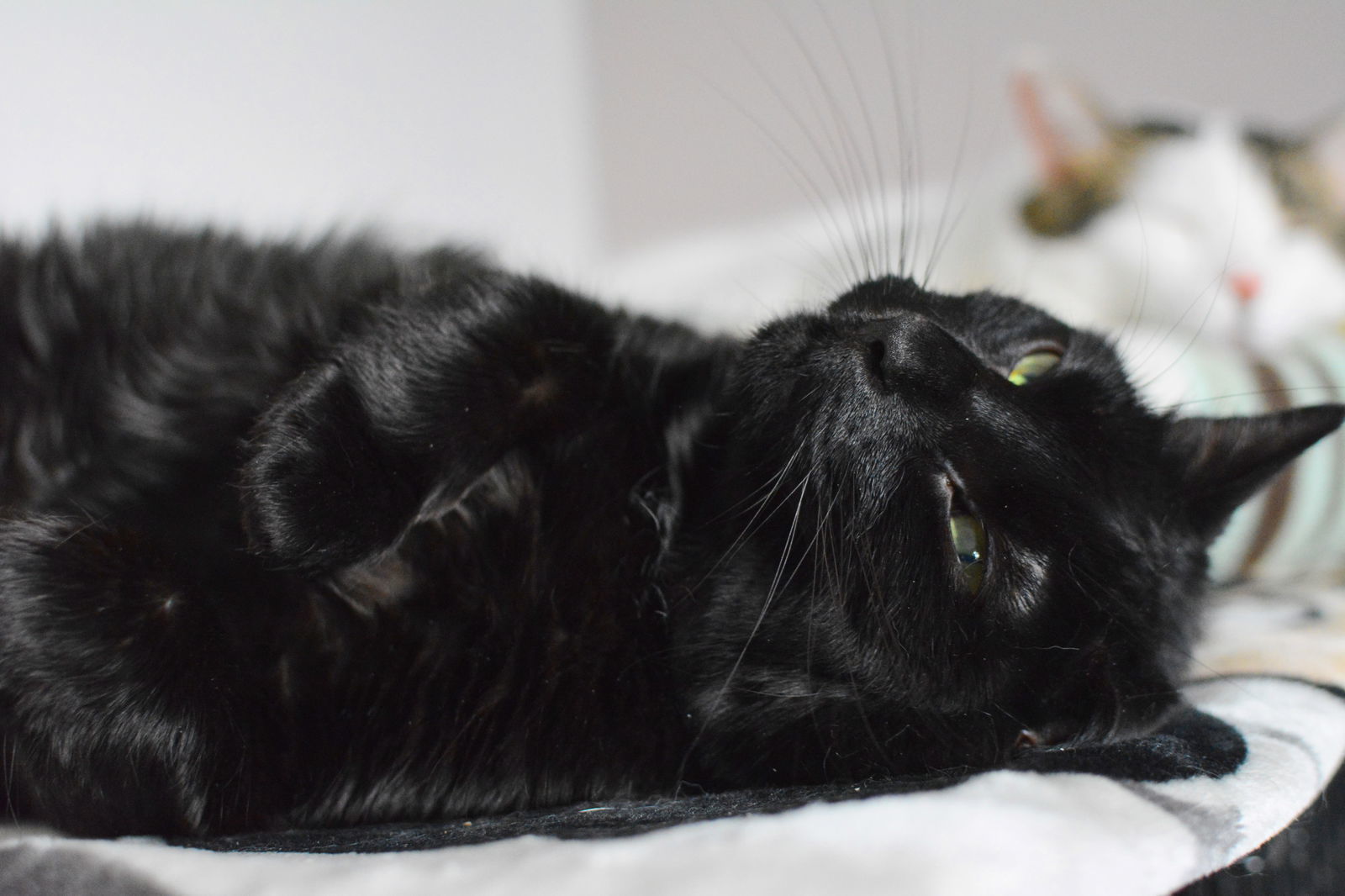 Ouranos, an adoptable Domestic Medium Hair in Montreal, QC, H2L 4Y5 | Photo Image 2