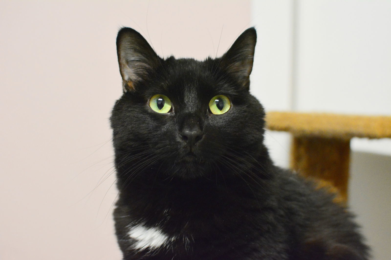 Ouranos, an adoptable Domestic Medium Hair in Montreal, QC, H2L 4Y5 | Photo Image 3