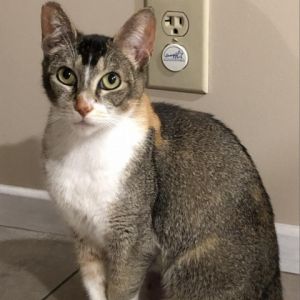 Mama Baguette is a loving adult kitty who is excited to find her forever family