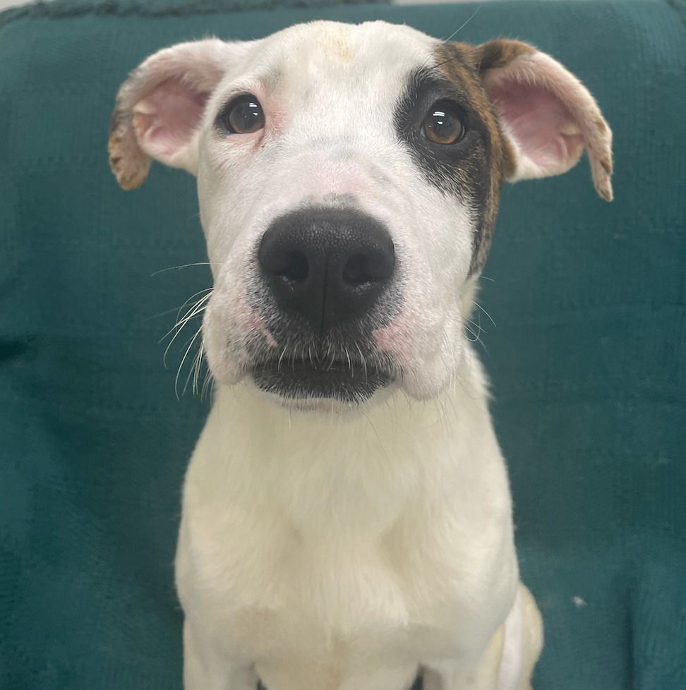 Padme, an adoptable Labrador Retriever in Little Rock, AR, 72210 | Photo Image 2