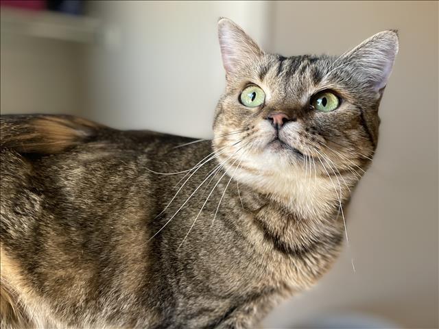 HENRIETTA*, an adoptable Domestic Short Hair in Tucson, AZ, 85745 | Photo Image 1