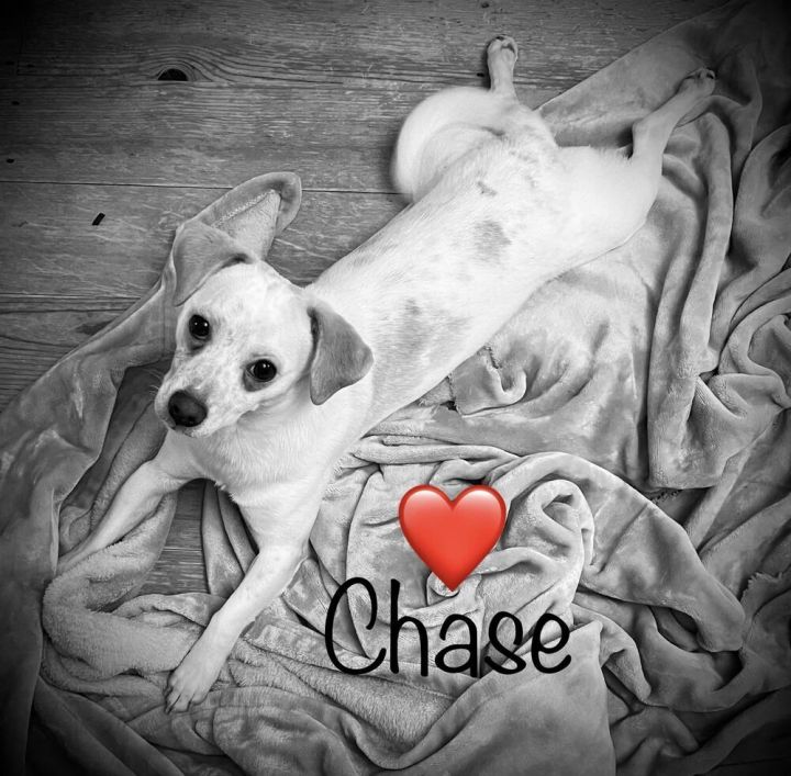 Chase 2