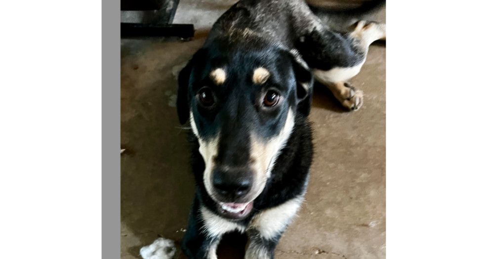 Ranger (Coonhound), an adoptable Coonhound, Shepherd in Dallas, TX, 75248 | Photo Image 1