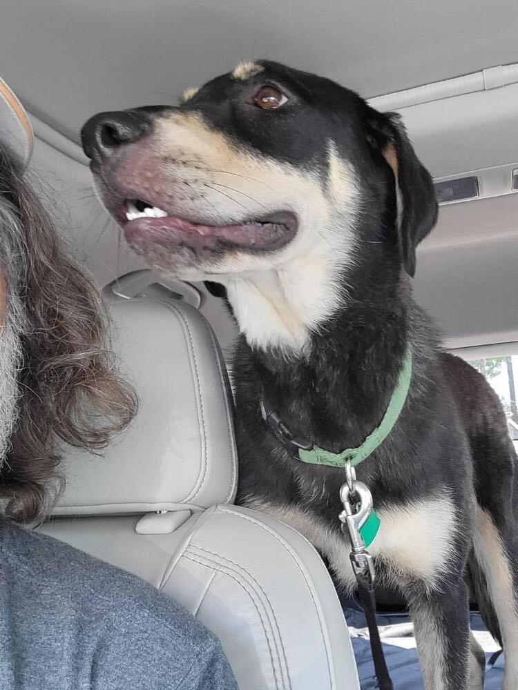 Ranger (Coonhound), an adoptable Coonhound, Shepherd in Dallas, TX, 75248 | Photo Image 2