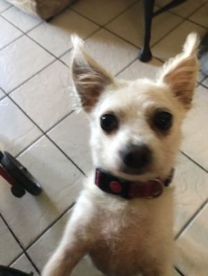 Bichon chihuahua hot sale