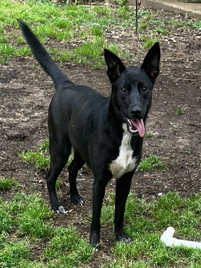 Pharaoh hound hot sale lab mix