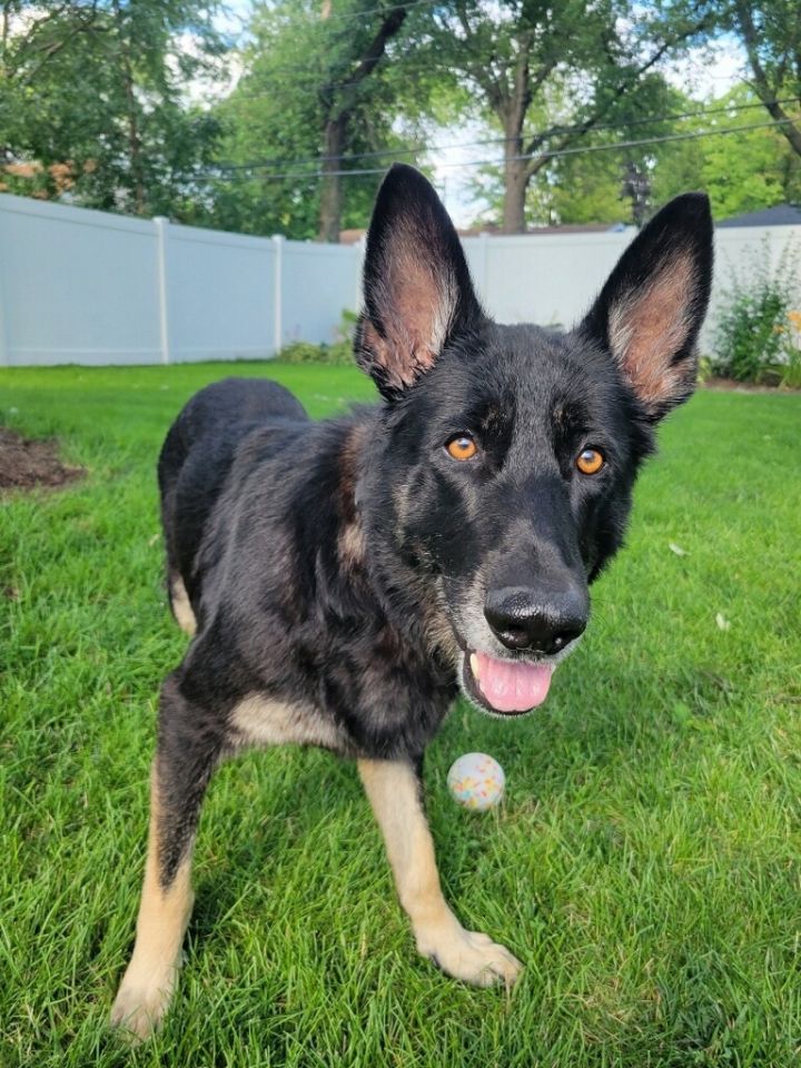 Lady, an adoptable German Shepherd Dog in Chicago, IL_image-2