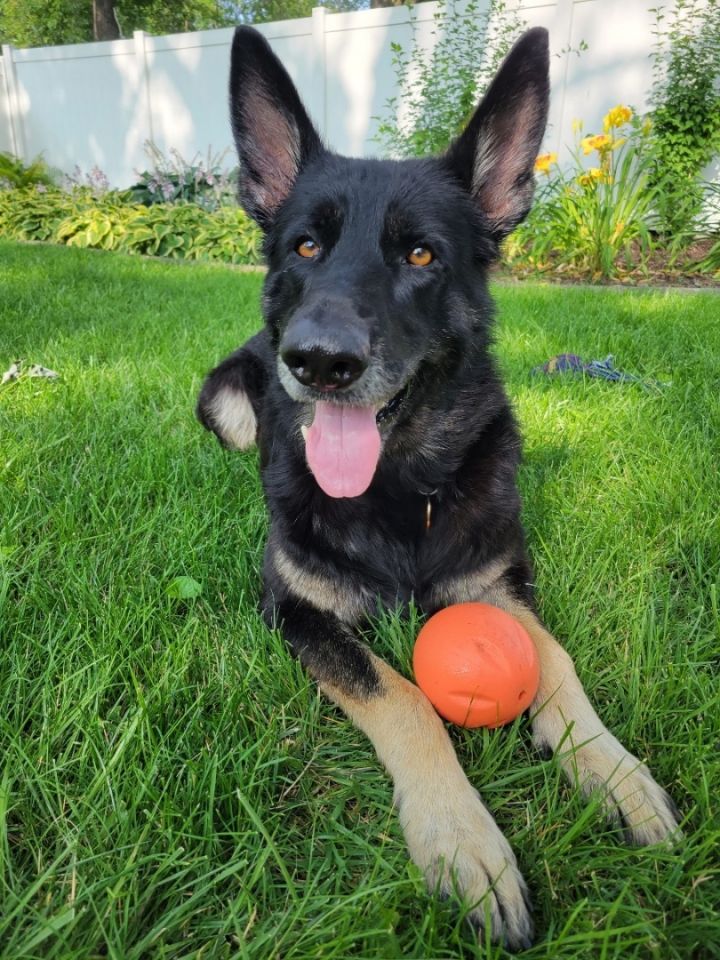 Lady, an adoptable German Shepherd Dog in Chicago, IL_image-6